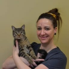 Technicien en santé animale tenant un chat