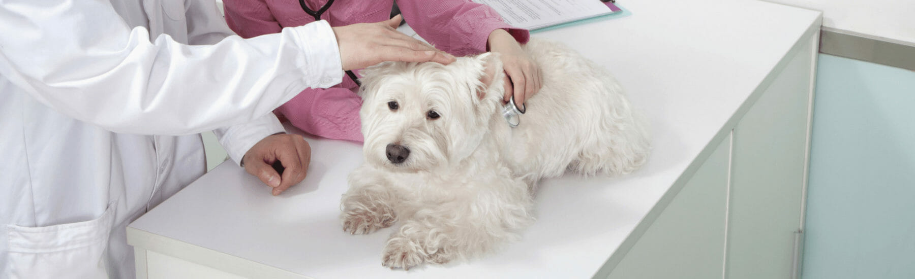 Un chien blanc est examiné par un vétérinaire