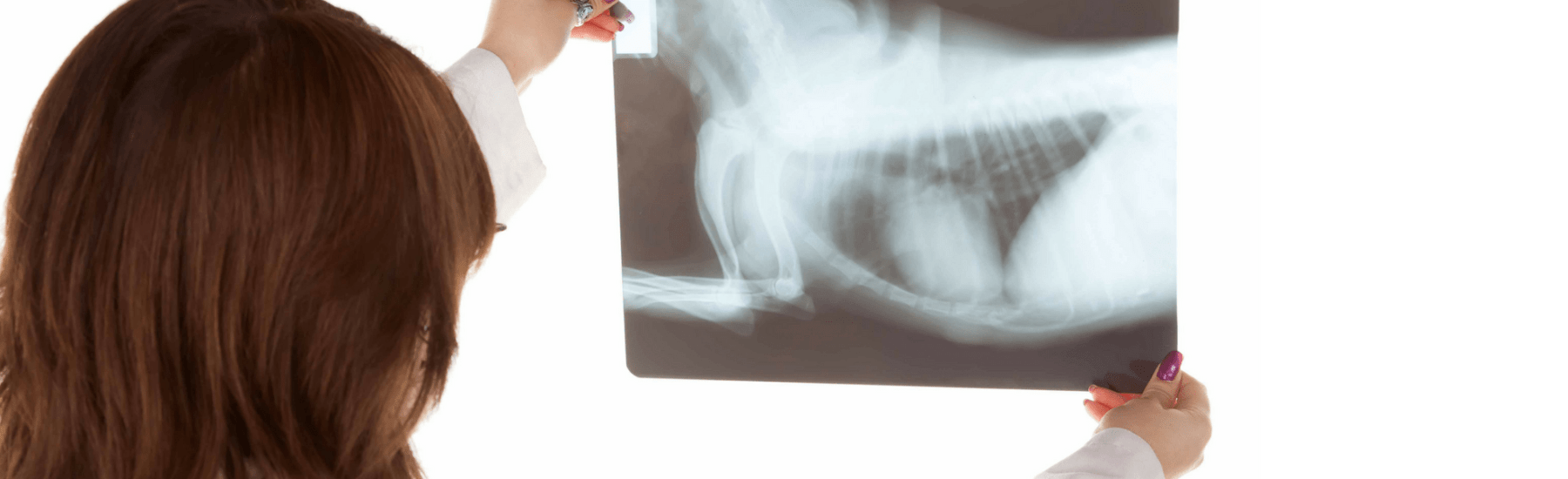 Radiographie d'un chien
